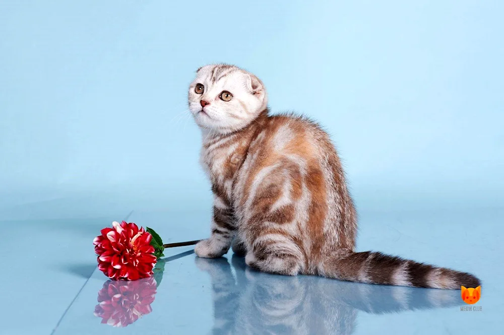 Scottish Fold breed