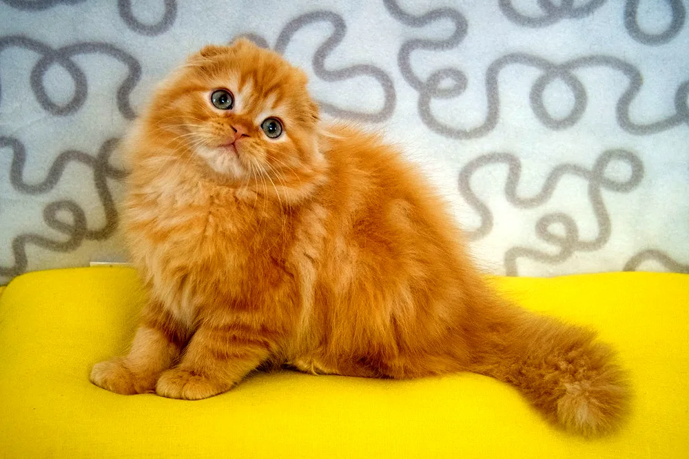 Scottish Highland Fold red