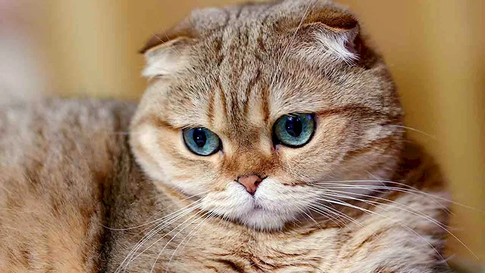 Scottish Fold Hosico