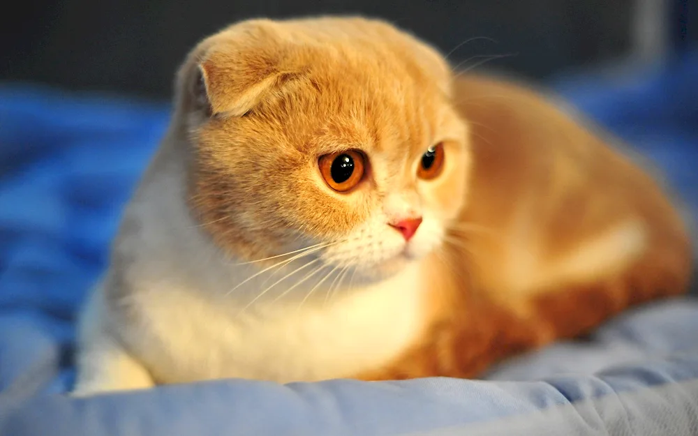 Scottish Fold Hosiko