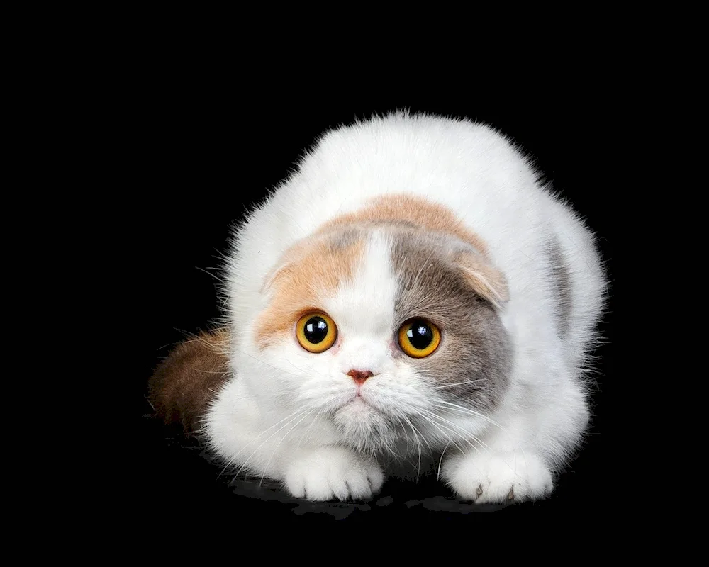 Lop cat grey