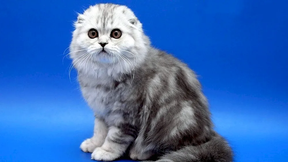 Scottish Fold cat