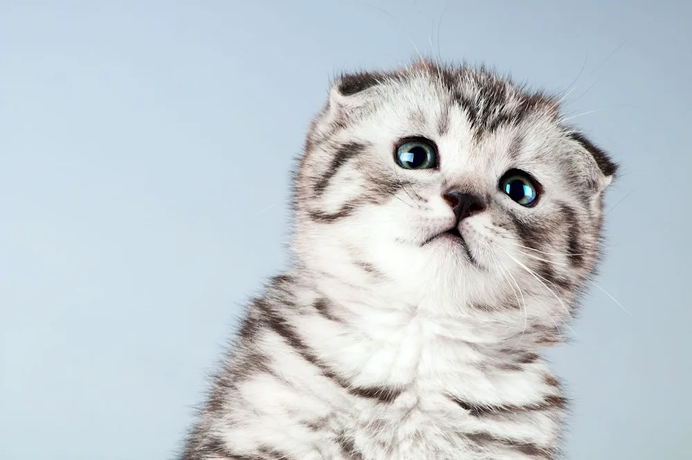 Scottish Lop cat
