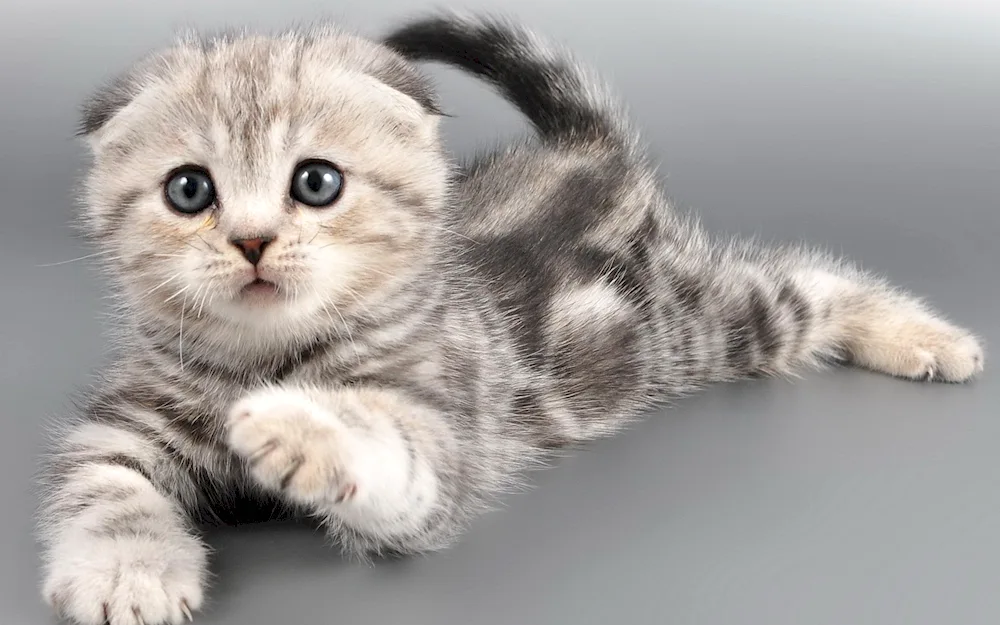 Scottish Fold Straight