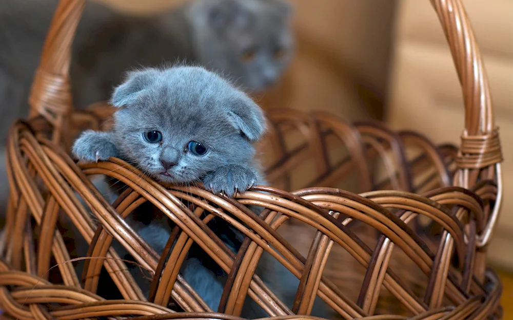 British lop-eared kittens