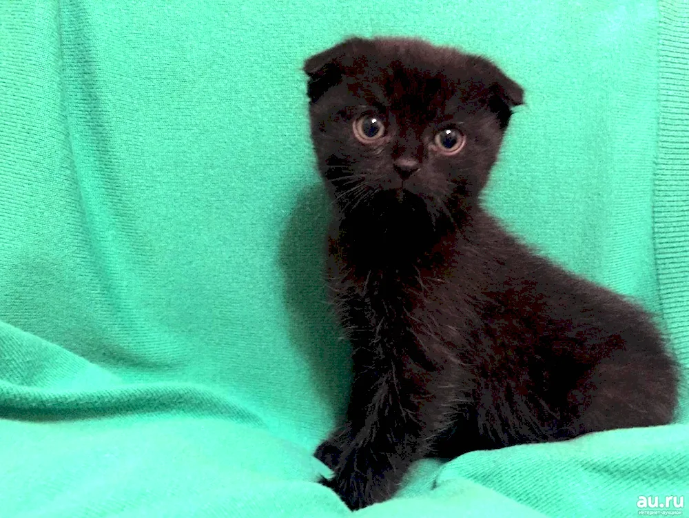 Persian cat lop cat