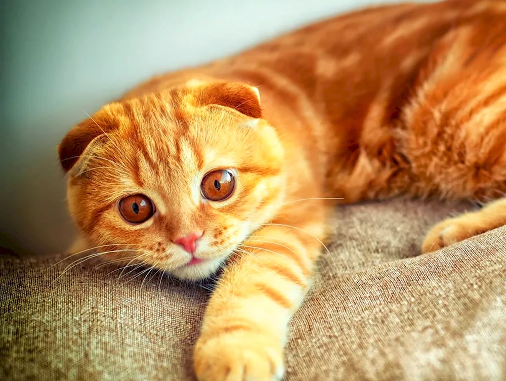 British lop cat grey