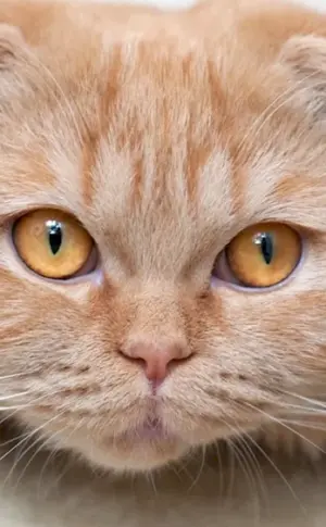 Scottish Fold Ginger