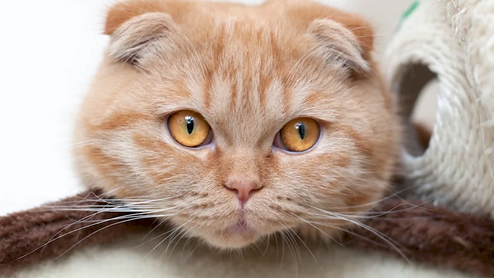 Scottish Fold Ginger