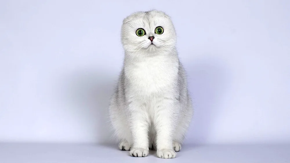 Scottish Fold silver chinchilla