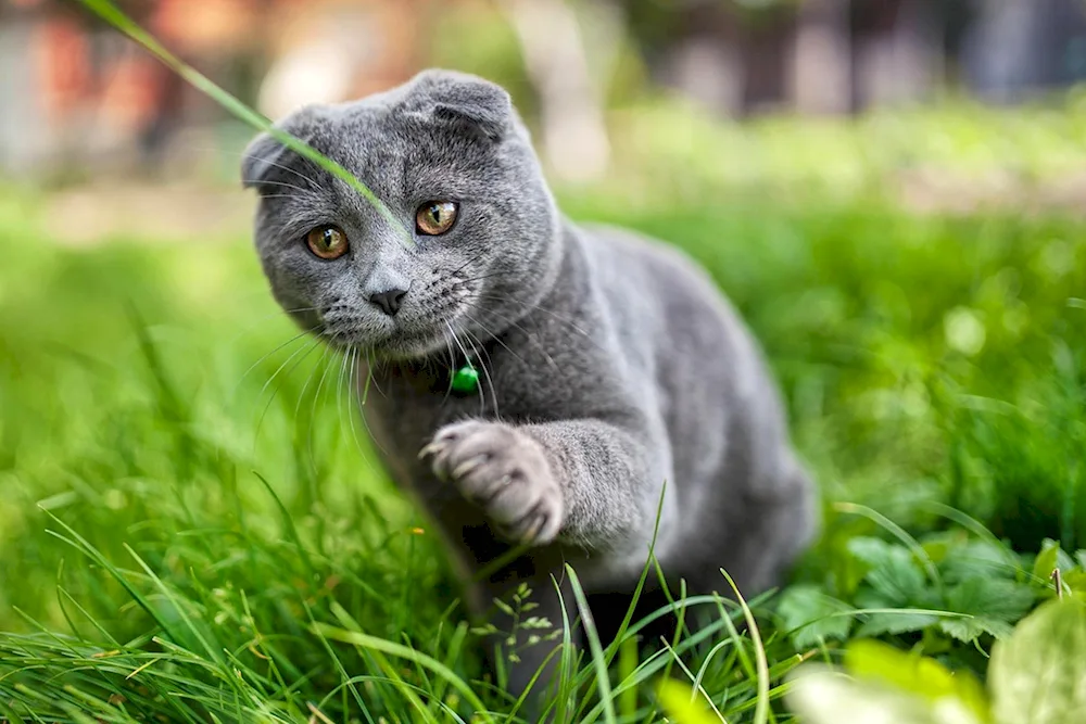 Scottish lop kitten grey