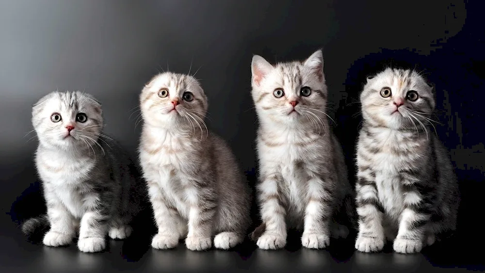 Scottish Fold Straight