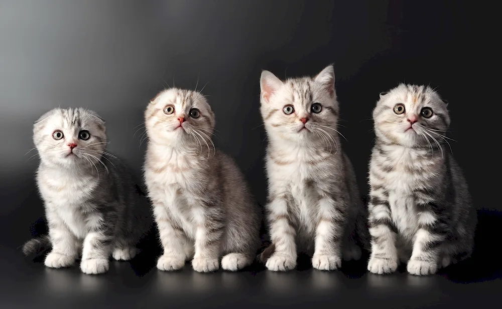 Scottish Fold Straight