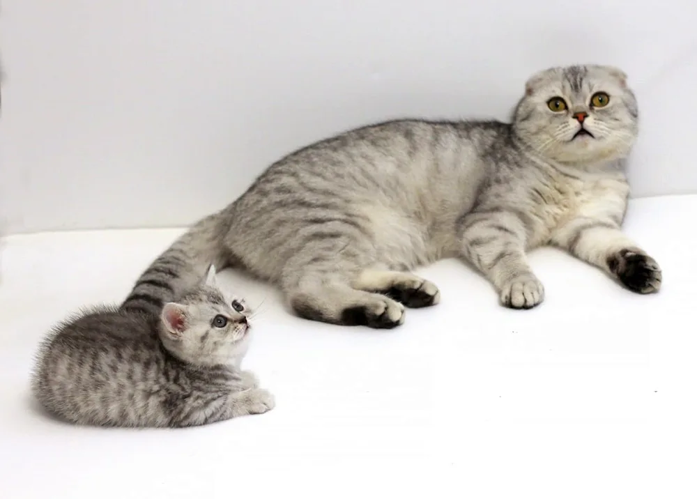 Scottish Fold Whiskas