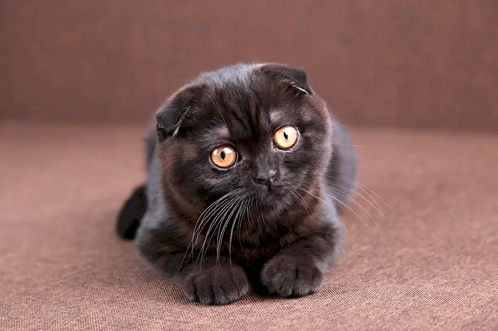 Scottish Fold lop black