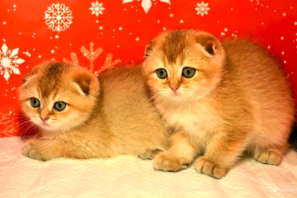 Scottish Fold Golden Chinchilla