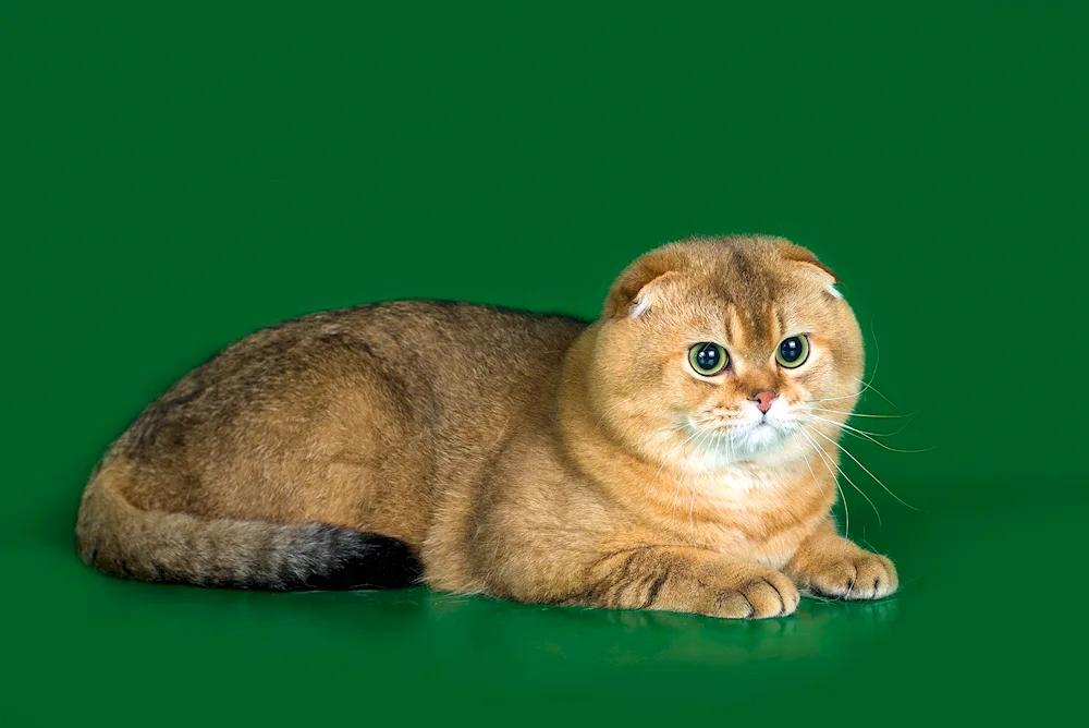 Scottish Fold Golden chinchilla