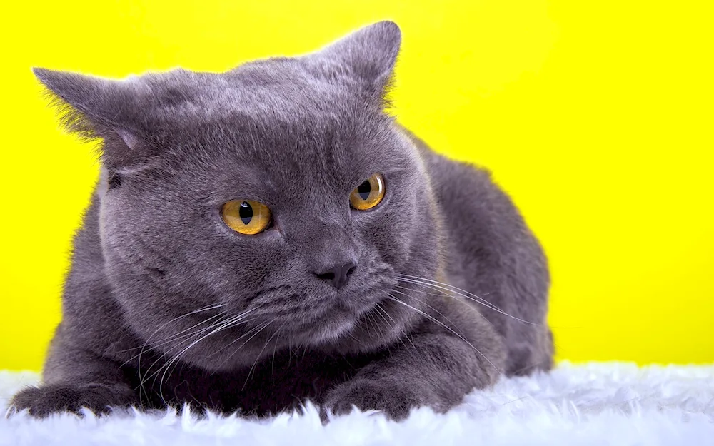 British shorthair cat chartreuse