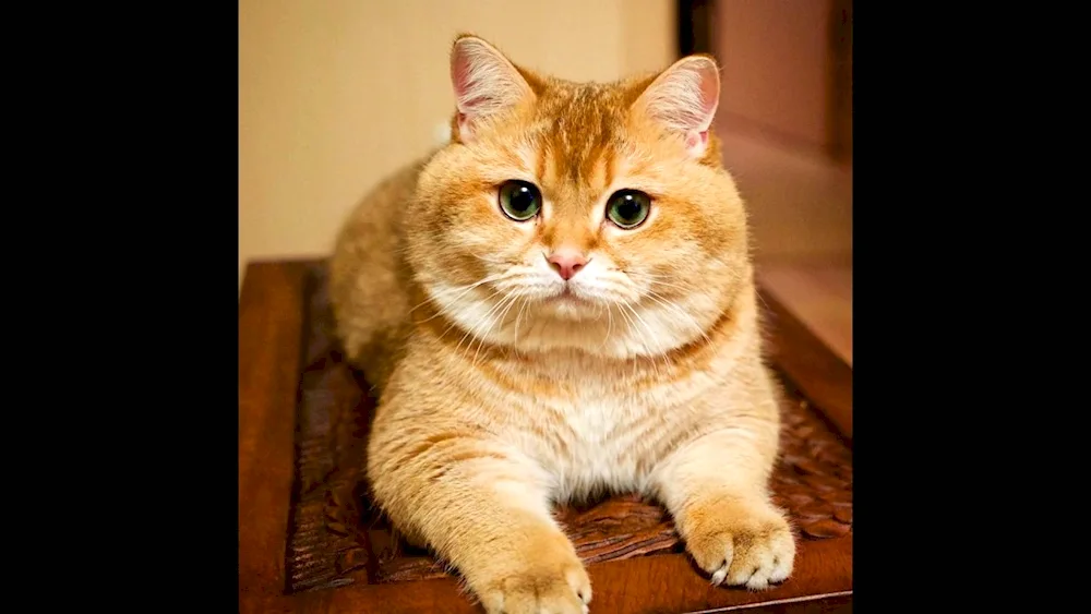 Red British Shorthair cat