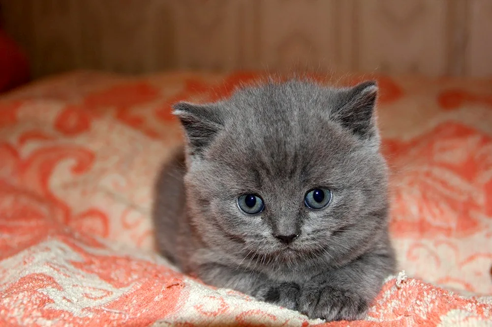 Scottish Blue cat straight-eared