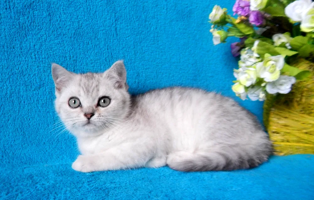 Scottish Straight grey kitten