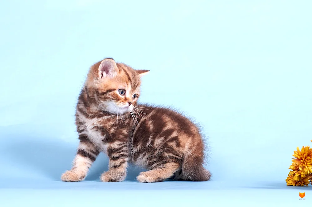 Scottish Straight Chocolate Marbled tabby