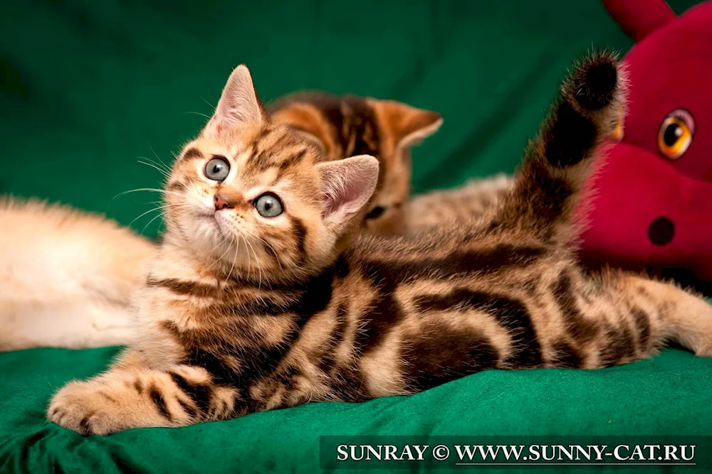 British marbled tabby golden tabby