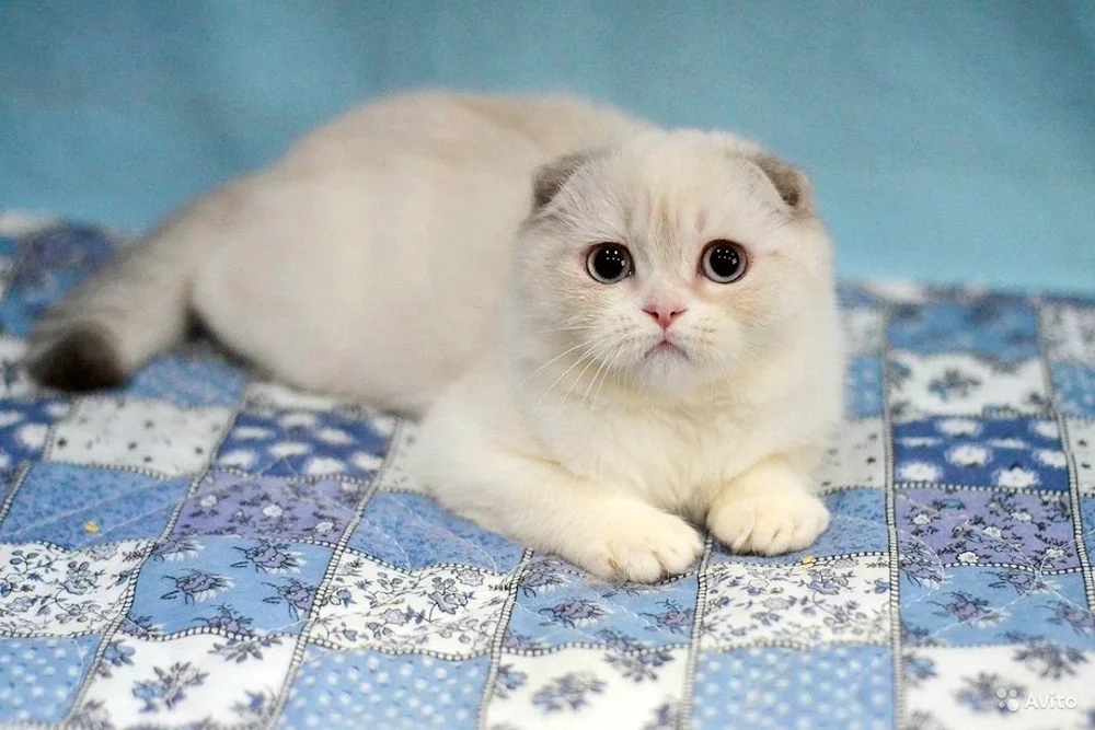 Scottish lop cat white. Scottish Fold