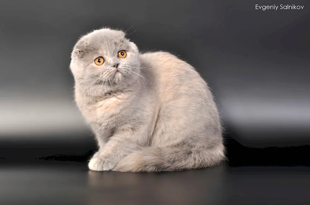 Scottish- Scottish Scottish Fold