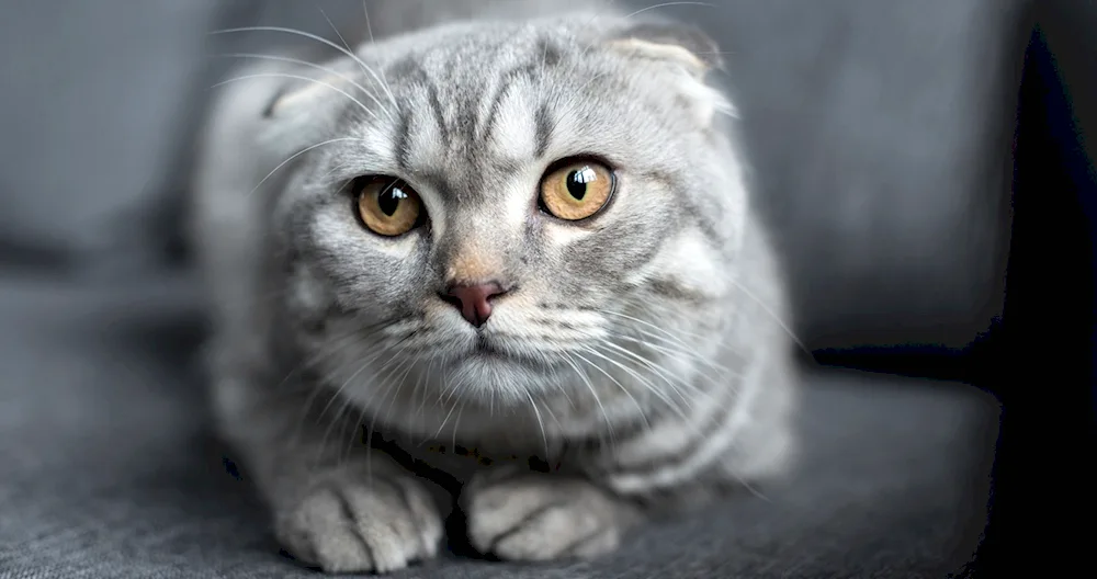 Scottish Fold Scottish cat