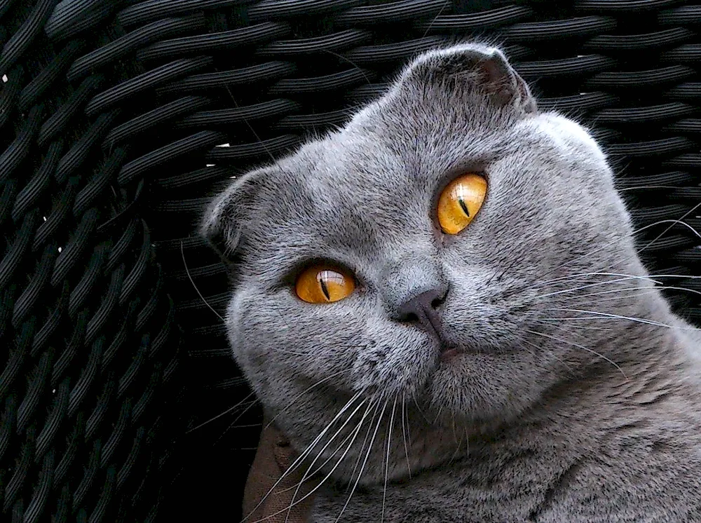 Scottish Fold Scottish Lop cat
