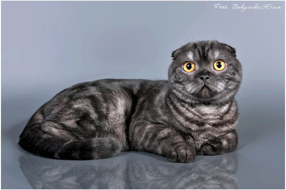 Scottish cat Scottish Fold