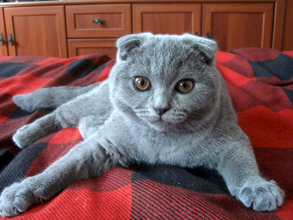 Scottish lop cat Scottish Fold