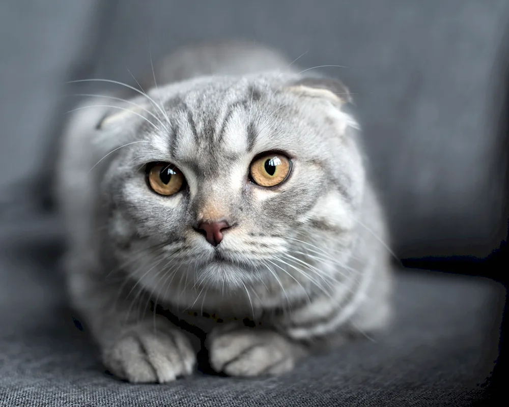 Scottish Lop cat striped