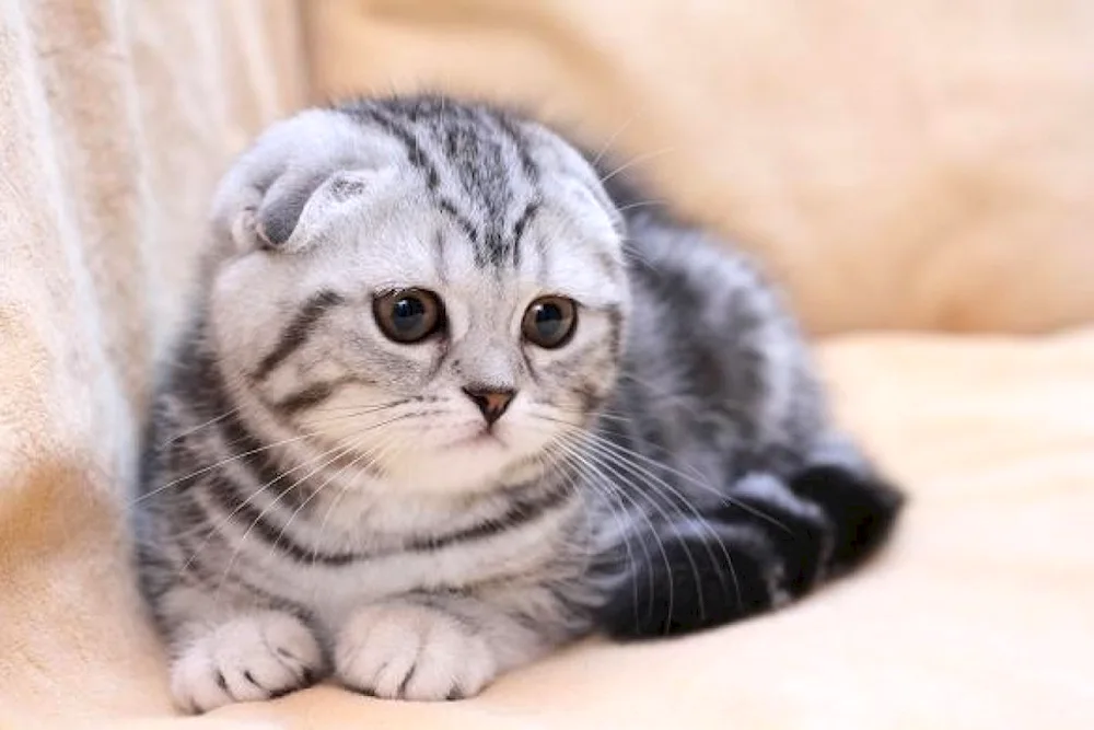 Scottish Fold Scottish lop cat