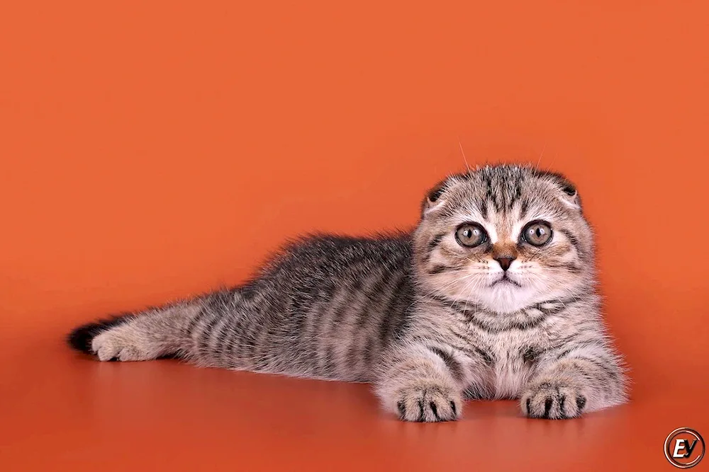 Scottish Fold Scottish lop