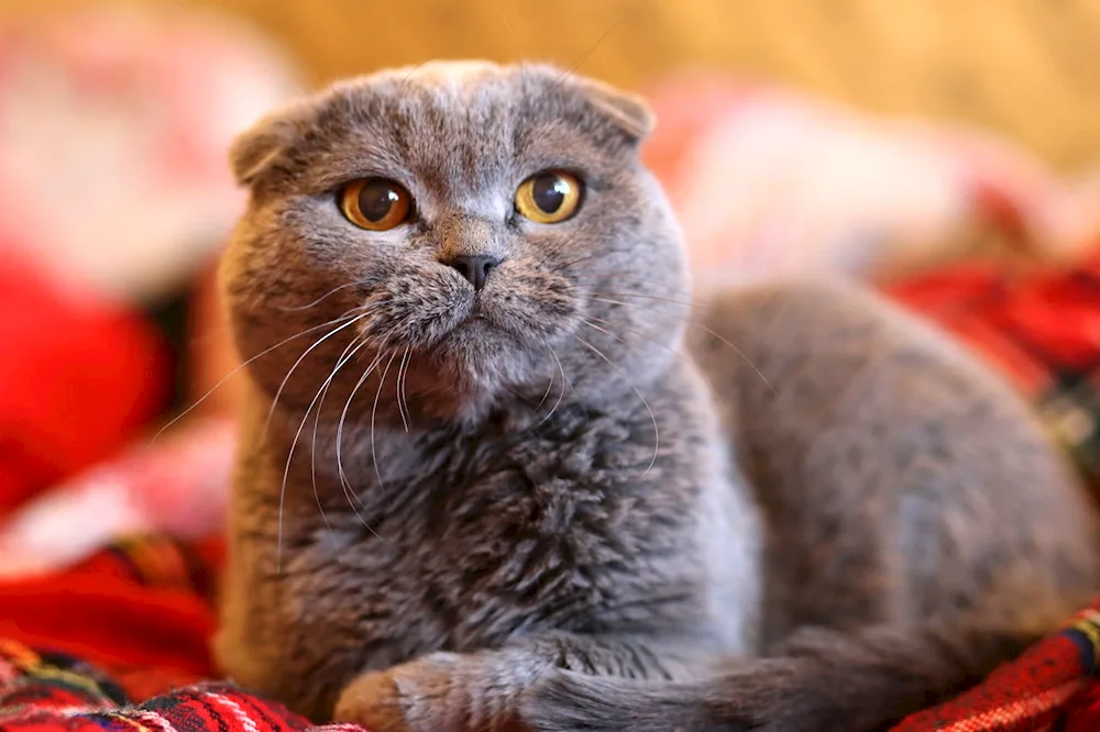 Siberian lop cat