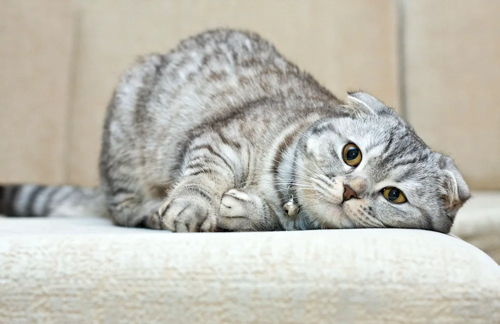 Scottish Fold Scottish Lop