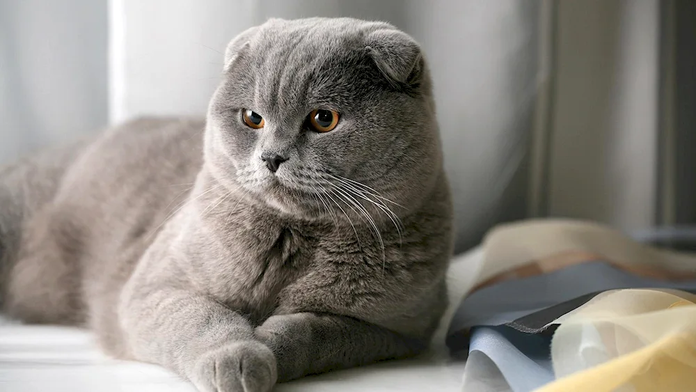 Scottish Fold grey