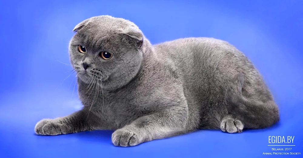 Scottish lop cat blue