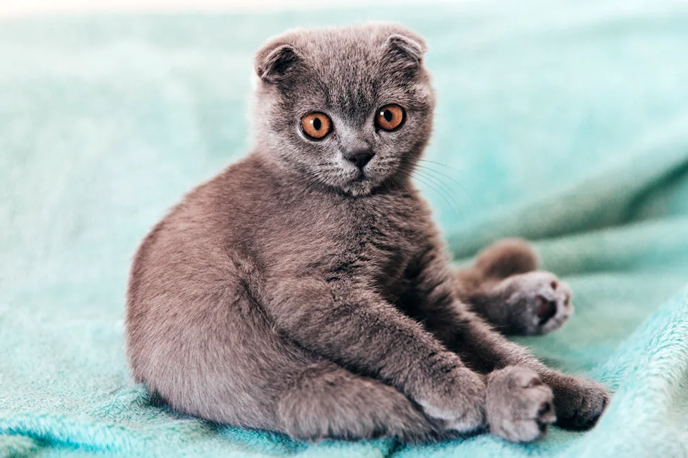 Scottish lop cat