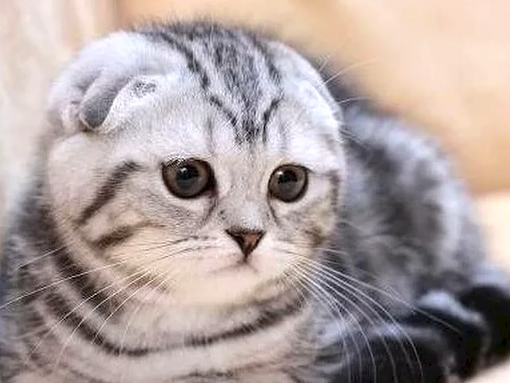 Scottish lop cat striped