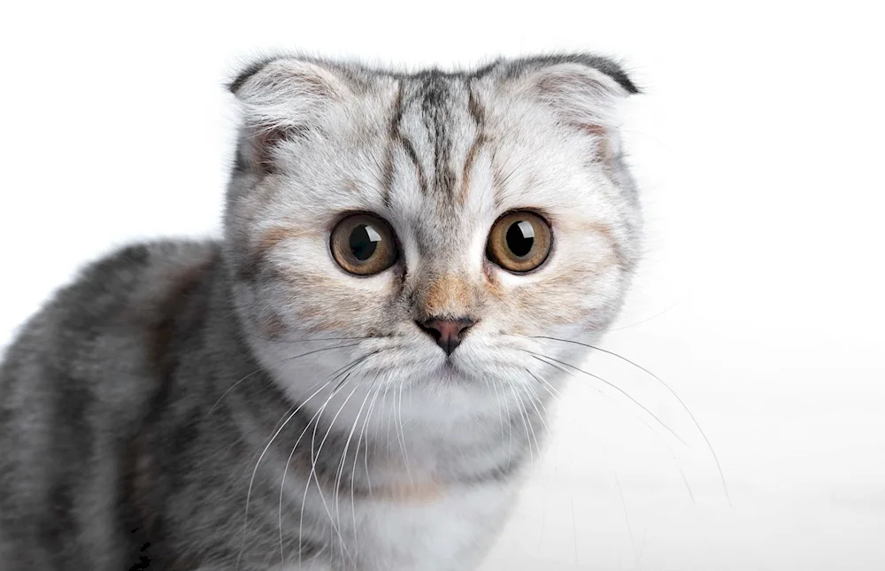 Scottish Fold kittens