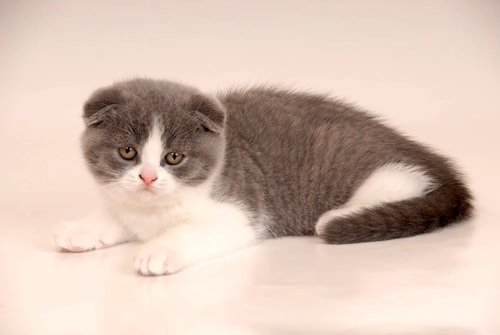 Scottish lop cat black and white