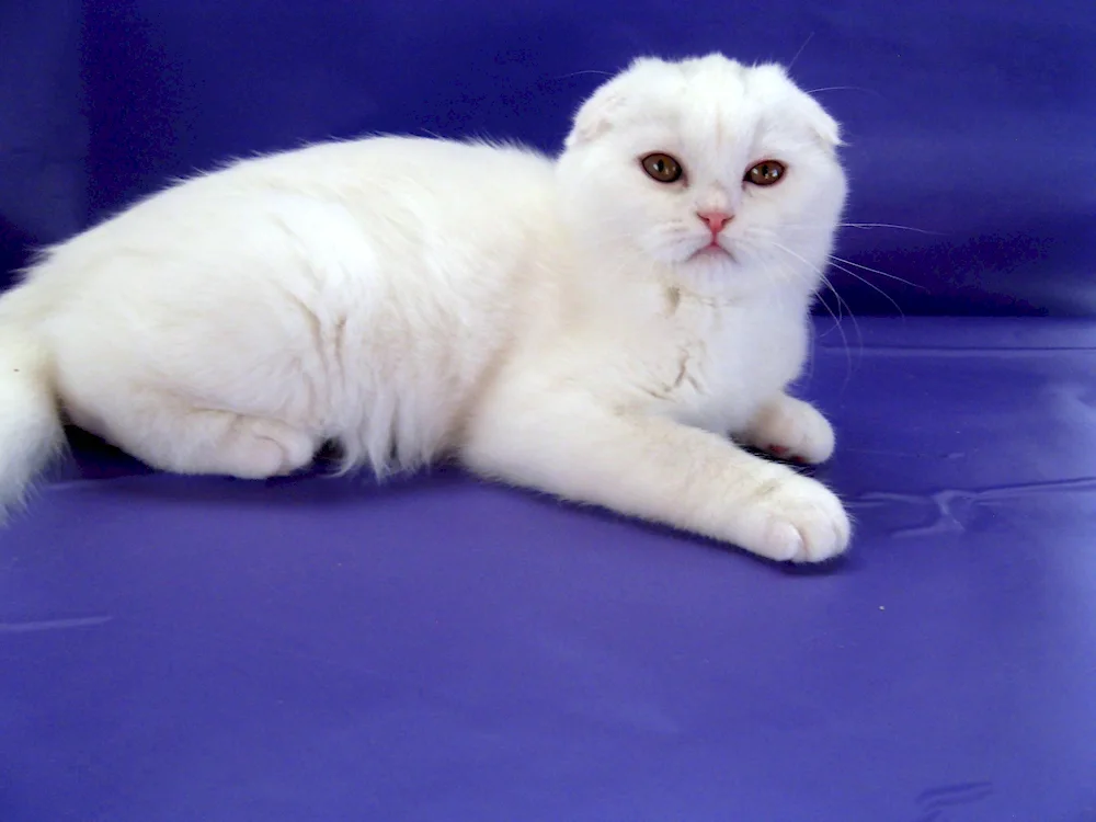 Scottish- Scottish Fold Scottish lop cat white