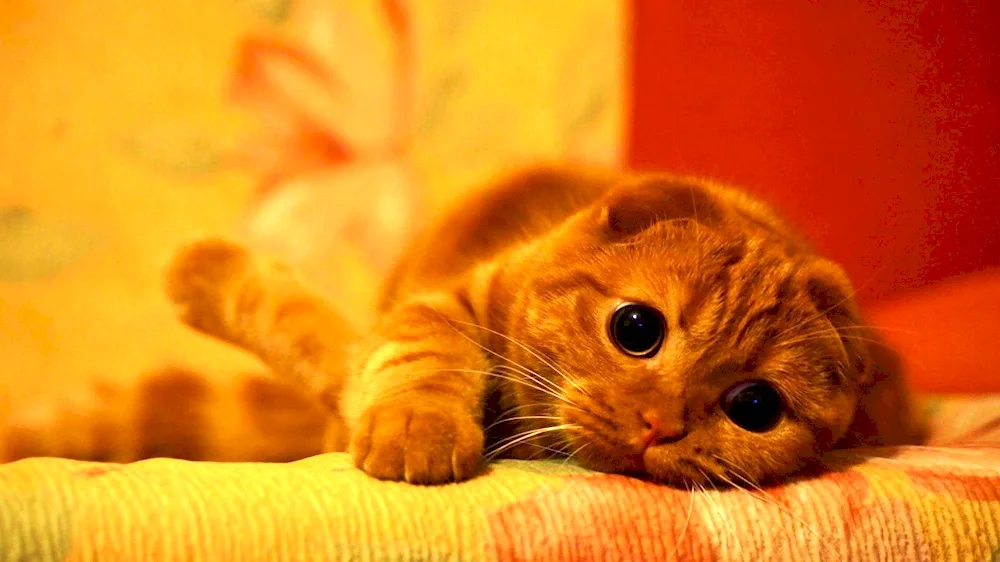 Scottish lop cat