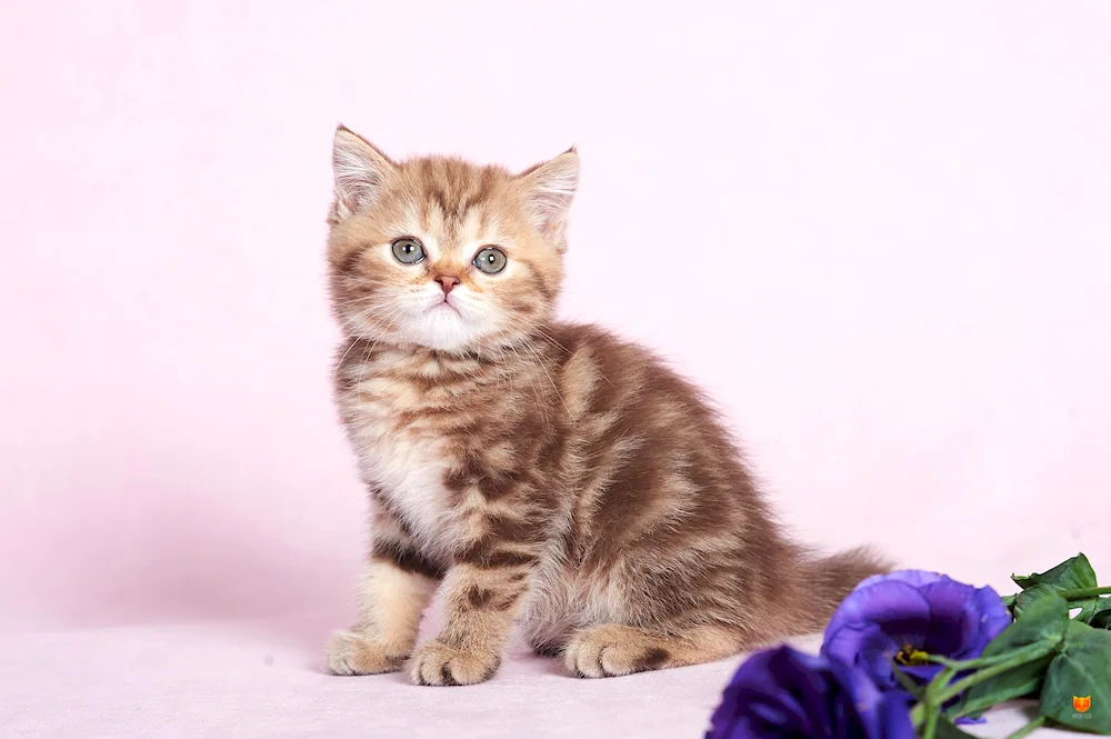 Scottish Scottish Straight Scottish Scottish Scottish Scottish Straight grey Scottish cat straight-eared grey Scottish kittens straight-eared grey Scottish Scottish cat straight-eared Scottish Scottish Scottish Scottish Scottish Scottish Straight