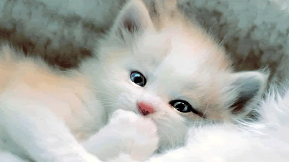 White kitten