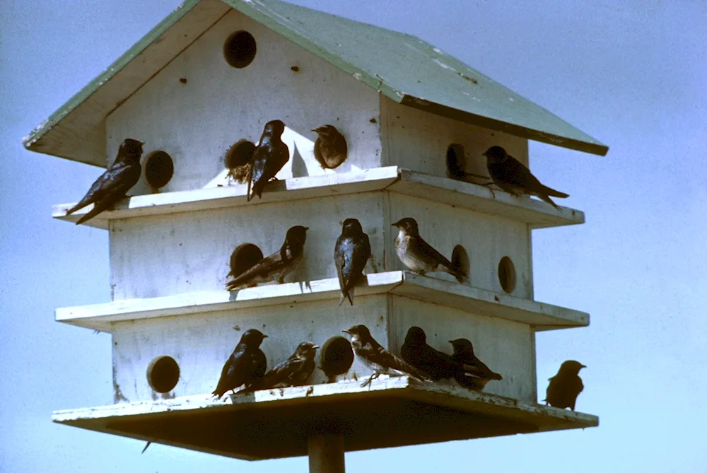 Swallow nest with chicks