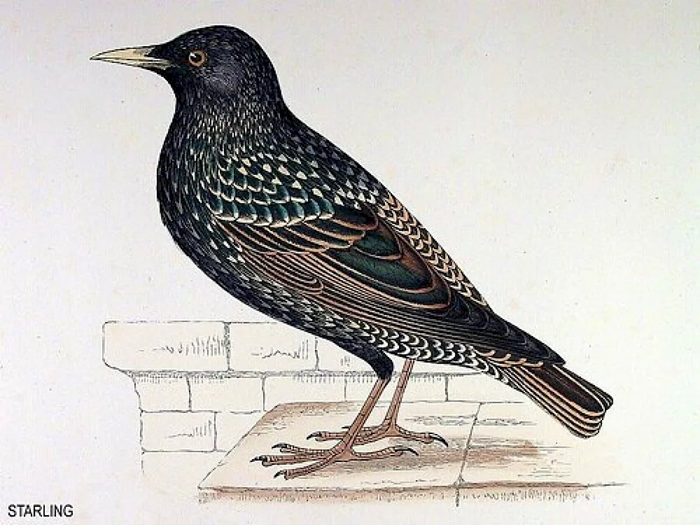 The starling